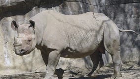 Endangered eastern black rhino euthanized at Brookfield Zoo