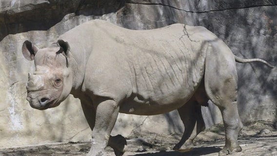 Endangered eastern black rhino euthanized at Brookfield Zoo