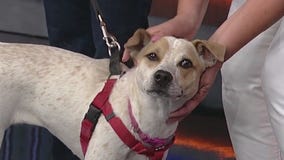 Meet Sugarplum: Our Pet of the Day