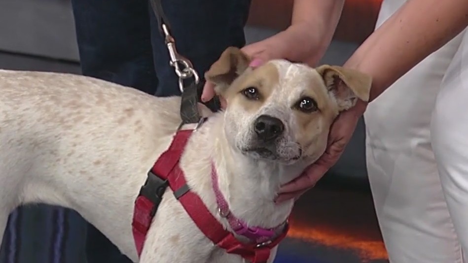 Meet Sugarplum: Our Pet of the Day