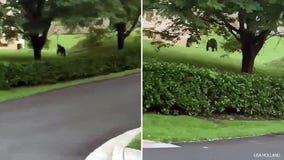Bear spotted in Montgomery County