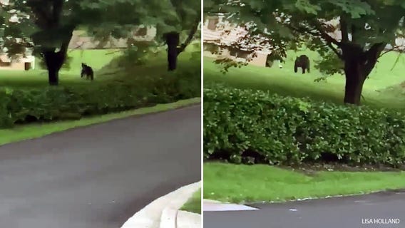 Bear spotted in Montgomery County