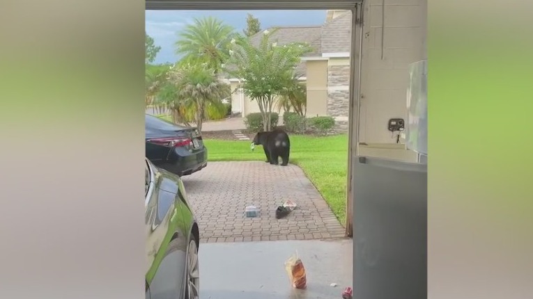 Curious bear grabs a snack from Florida homeowner's fridge