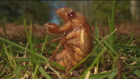 Billions of cicadas set to appear in U.S.