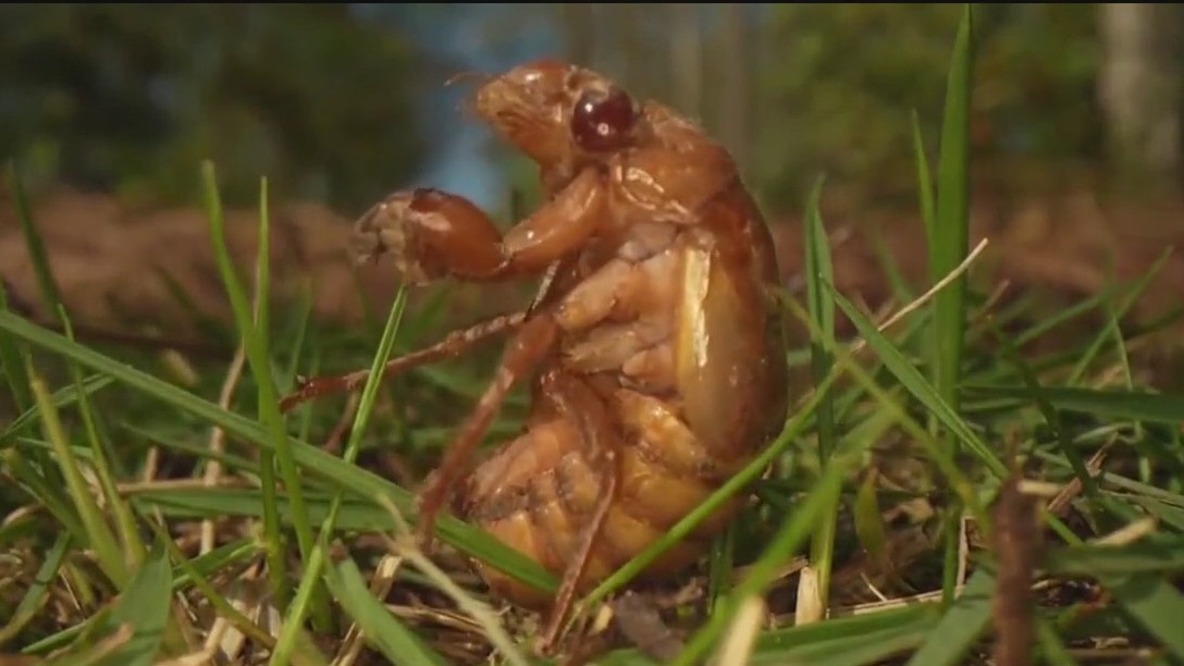 Billions of cicadas set to appear in U.S.
