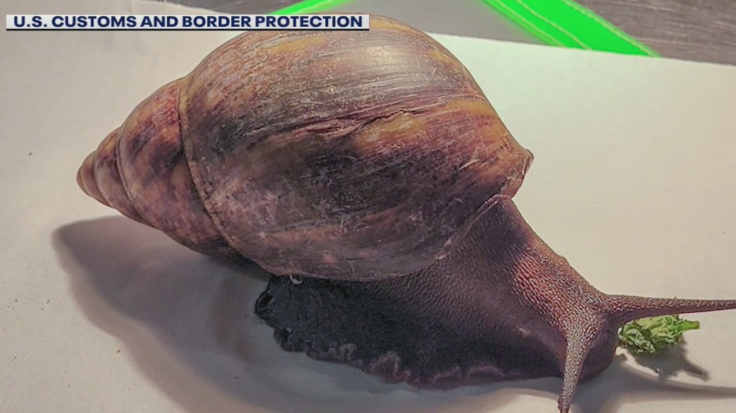 Giant, invasive snail species found in luggage at Atlanta airport | FOX ...
