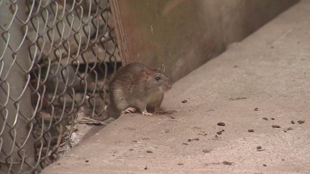 Rat sightings spiking in New York City | FOX 5 New York
