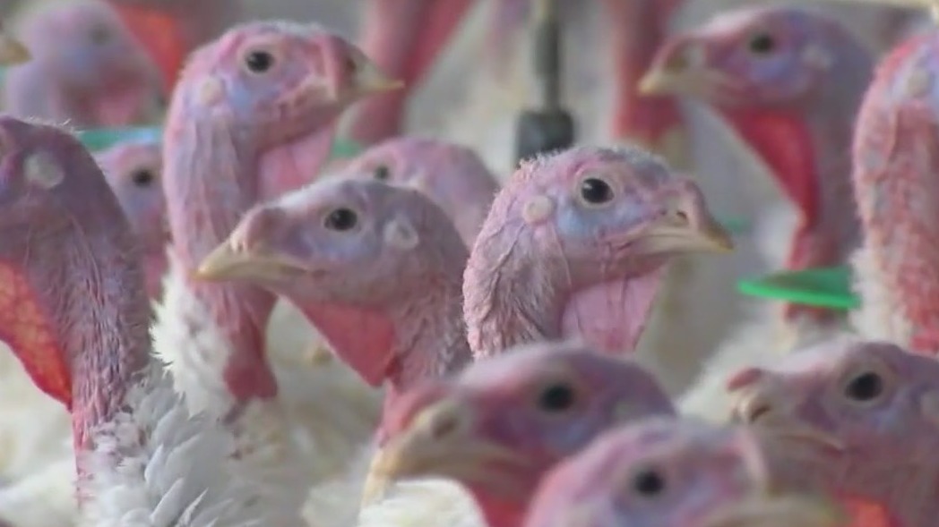 You could pardon a turkey or cuddle with one