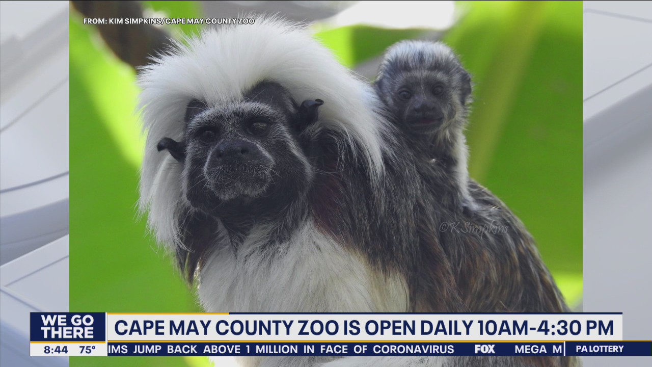 Cape May County Zoo welcomes critically endangered cotton top tamarin