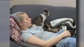 Two distressed kittens saved by Michigan police