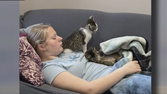 Two distressed kittens saved by Michigan police