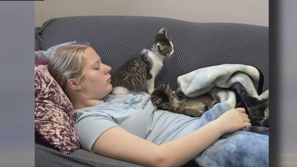 Two distressed kittens saved by Michigan police