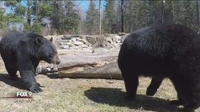 BEAR WEEK: Living and camping with bears