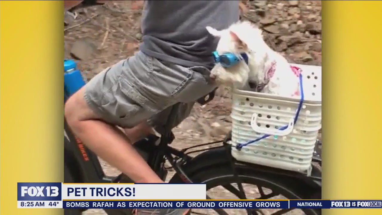 Pet Tricks for Thursday, February 22