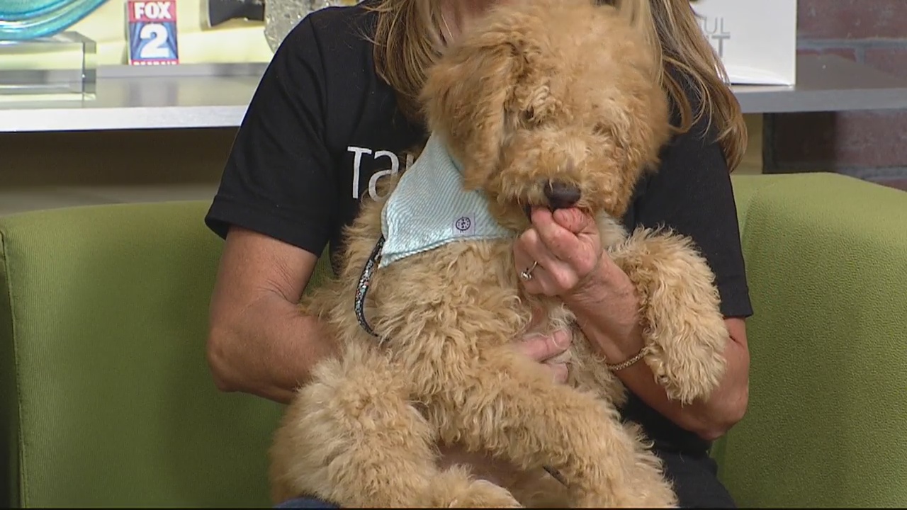 Michigan Doodle Rescue Connect matches the dogs to the people