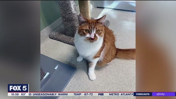 Pet of the Day from the Humane Society of Cobb County