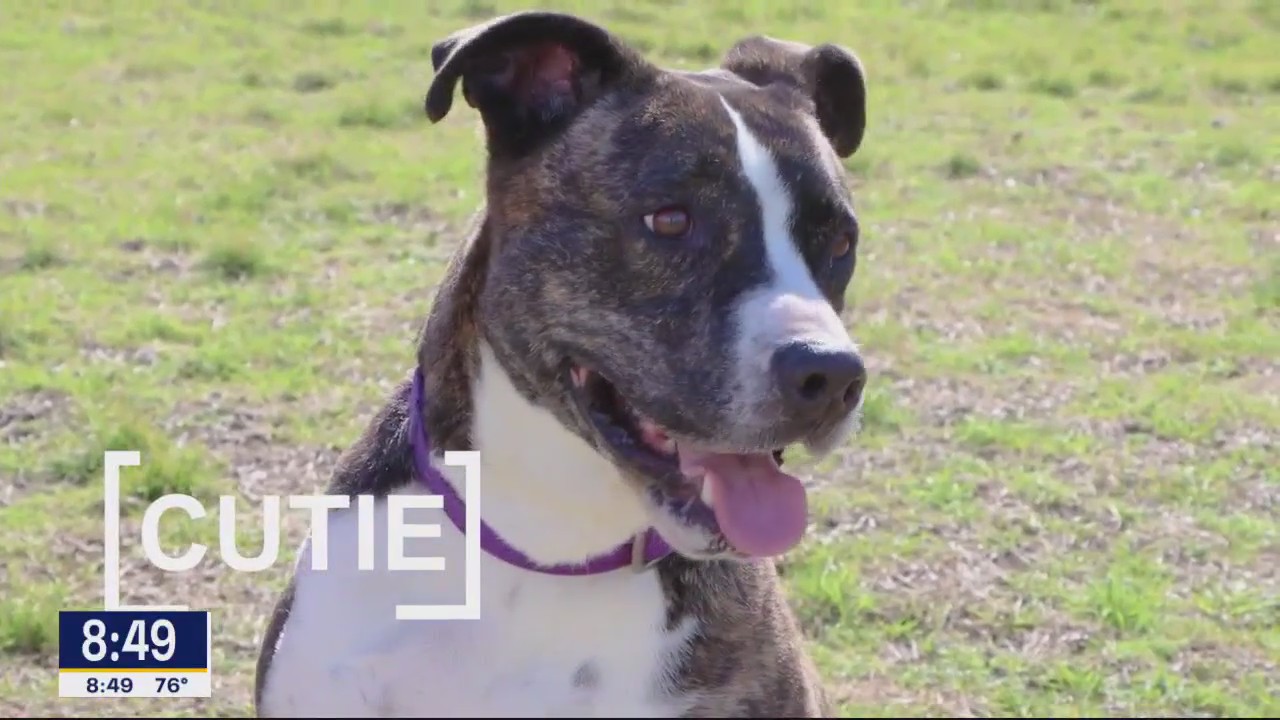 Dog of the Day: Cutie