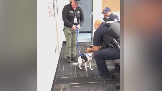 Abandoned pup adopted by Surprise Police officer