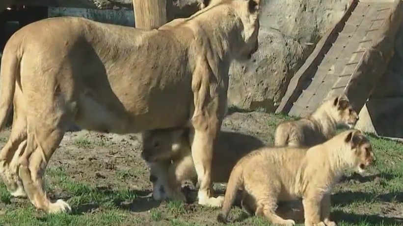 A young lion cub with health conditions makes outdoor debut at Lincoln Park Zoo