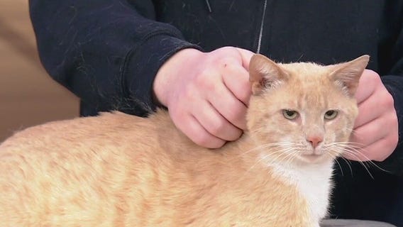 Meet Ezekiel: Our Pet of the Day