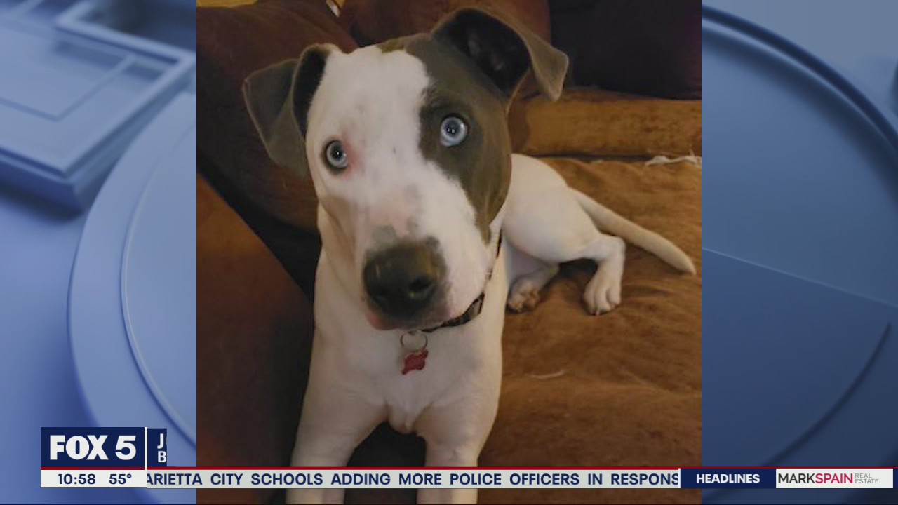 Pet of the Day from Best Friends Atlanta