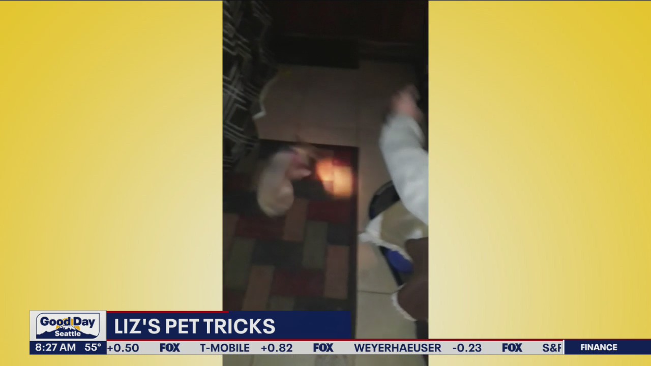 Liz's Pet Tricks for Tuesday, June 7