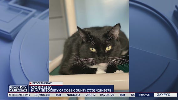 Pet of the Day with Humane Society of Cobb County
