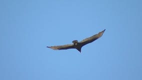 State of the Birds 2022 report highlights changes in breeding patterns