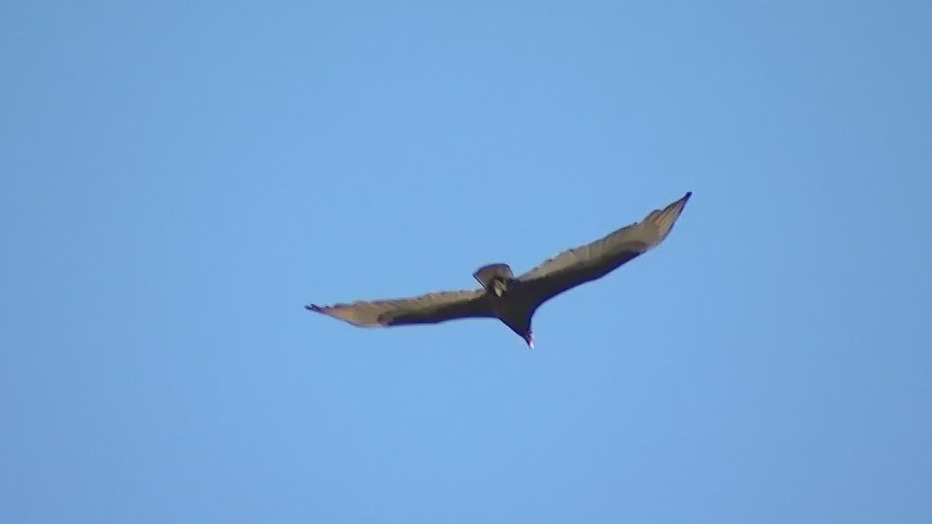 State of the Birds 2022 report highlights changes in breeding patterns