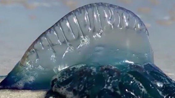 How to survive a Portuguese Man O' War sting