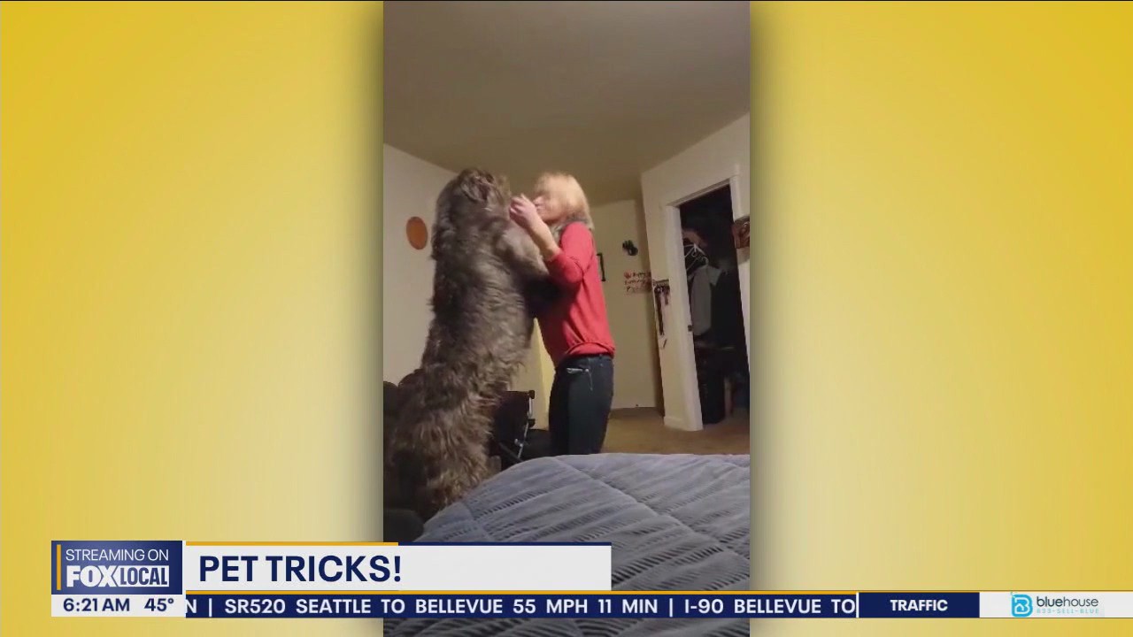 Pet Tricks for Thursday, December 19