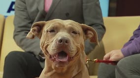 'Jennifer' is looking for a forever home