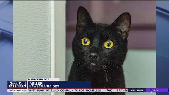 Pet of the Day from Paws Atlanta