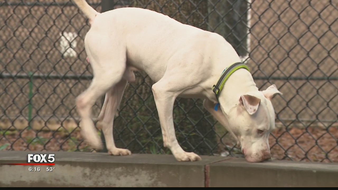 Man jailed for abandoning his dog