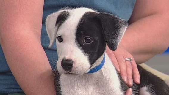 Inflation's impact on pet ownership