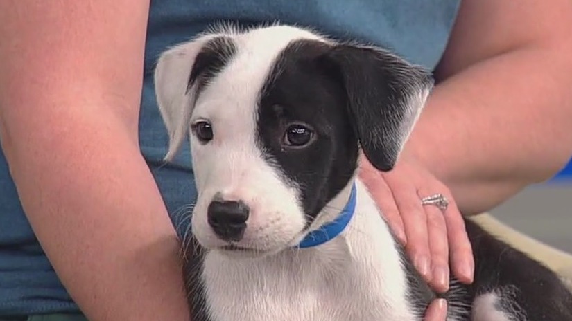 Inflation's impact on pet ownership