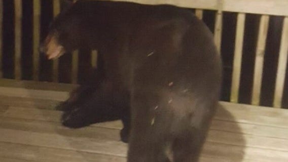 Waukesha County bear sightings: DNR says bears are looking for snacks
