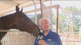 Horses help veterans with PTSD at Oakland's City Stables