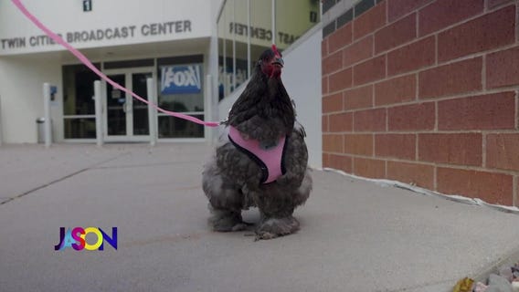Jason Matheson babysits a chicken