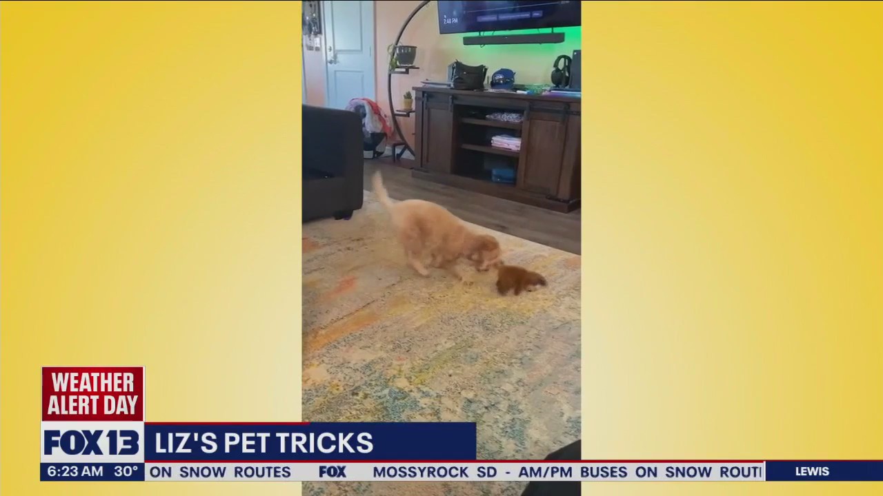 Liz's Pet Tricks for Monday, December 19