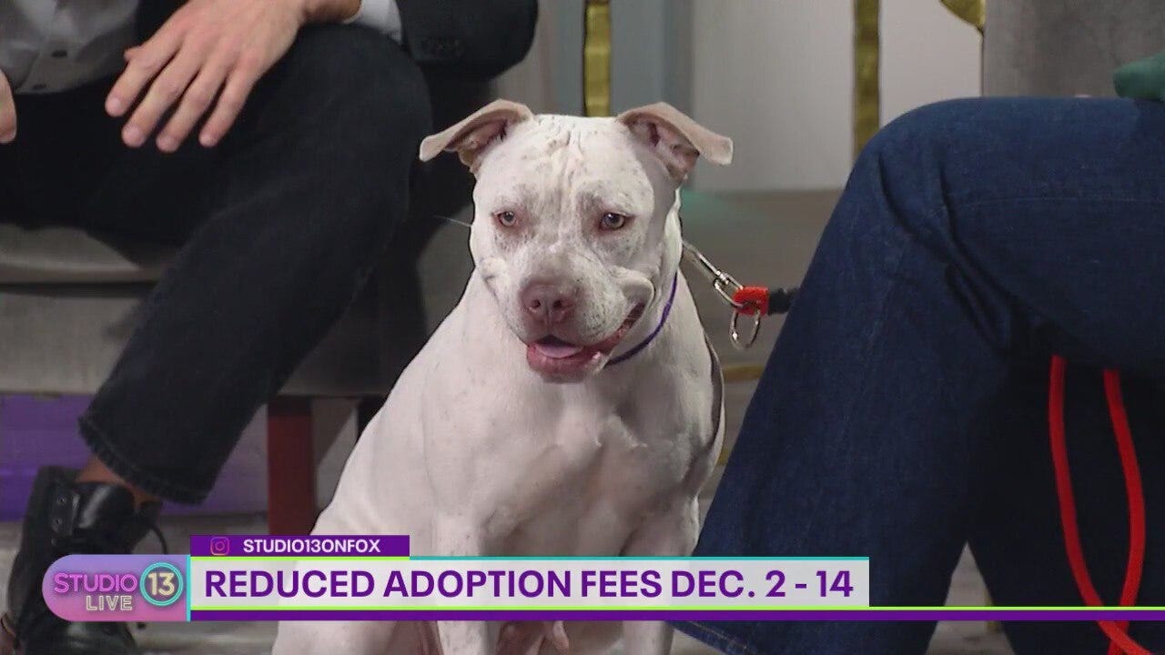 Make double the impact at Tacoma Humane Society on Giving Tuesday