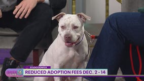 Make double the impact at Tacoma Humane Society on Giving Tuesday