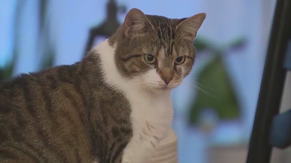 Breaking down cost of pet sitting in Atlanta