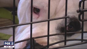 Classic Car Pet Adoption