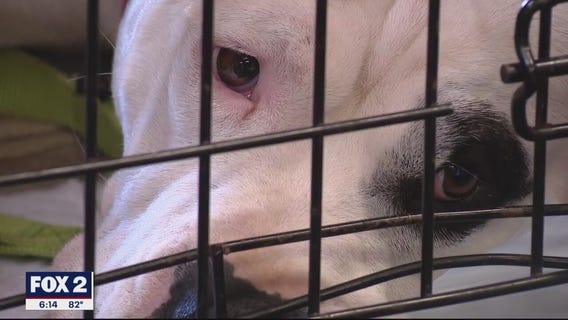 Classic Car Pet Adoption