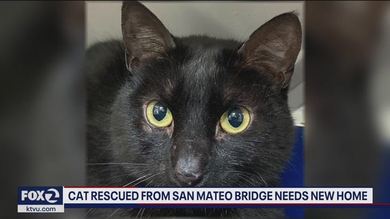 Cat rescued from San Mateo bridge up for adoption
