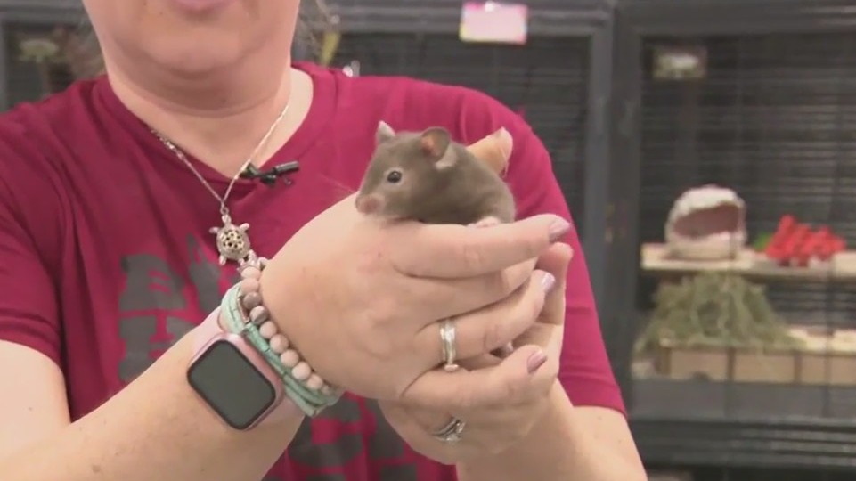 K & R Small Animal Sanctuary at Pet Expo MKE