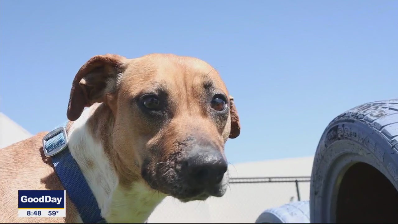 Dog of the Day: Lil Lady