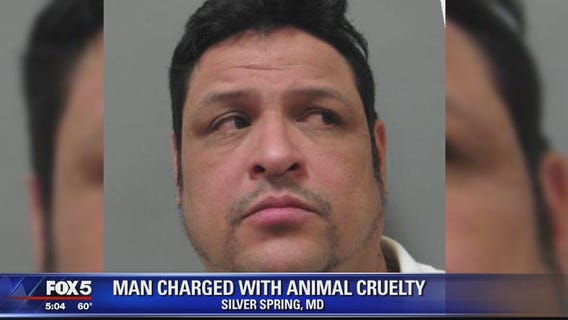 Maryland man found with 33 Chihuahuas in SUV, to face trial on charges of animal cruelty