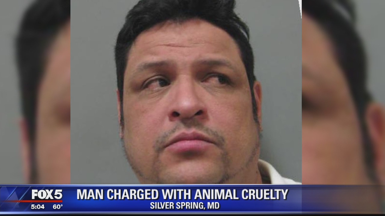 Maryland man found with 33 Chihuahuas in SUV, to face trial on charges of animal cruelty